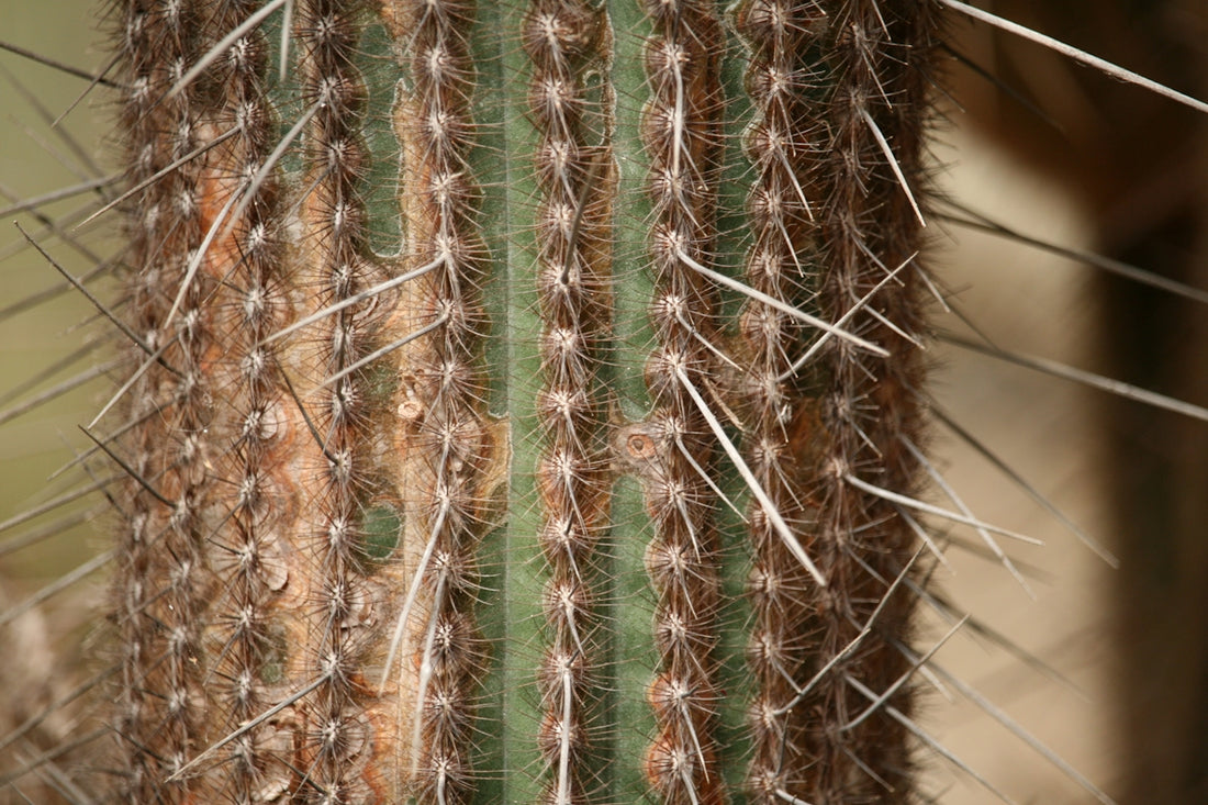 A close up of a cactus with long needles