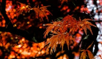 shallow focus photography of leaf of the tree
