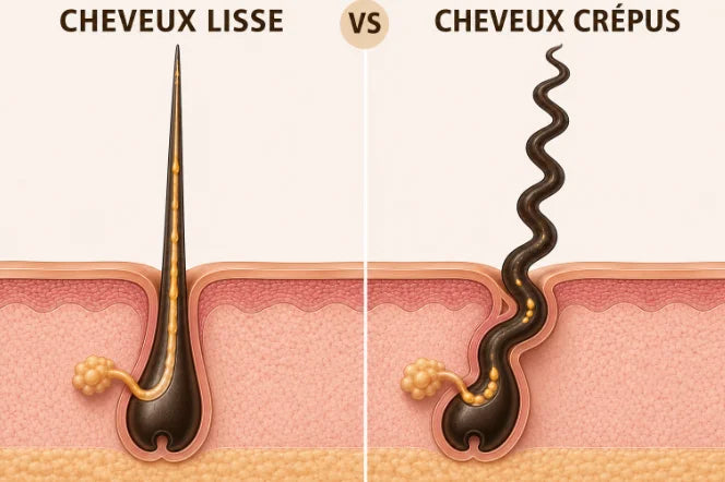 Comparaison d'un follicule de cheveu lisse et d'un cheveu crépu.
